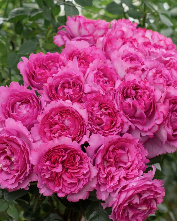 Yves Piaget | Hot Pink Garden Rose