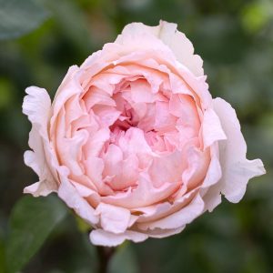 Bridal Tiara | Light Pink Garden Rose