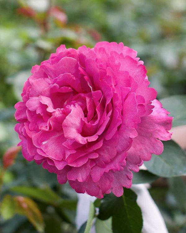 Yves Piaget | Hot Pink Garden Rose