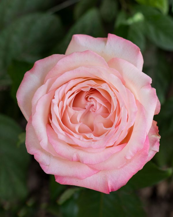 Like A Virgin | Light Pink Garden Rose