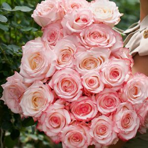 Like A Virgin | Light Pink Garden Rose