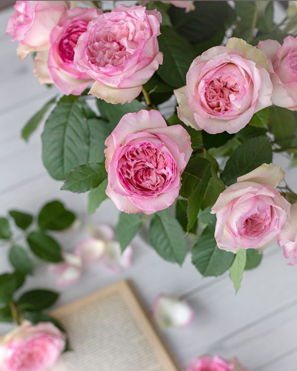 Wedding Kiss | Light Pink Garden Rose