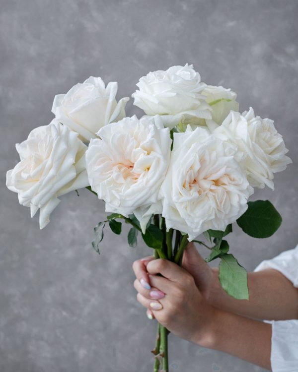White Ohara | White Garden Rose