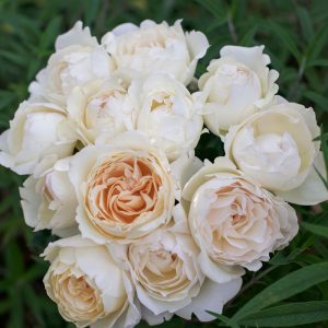 Cream Yves Piaget | Cream Garden Rose
