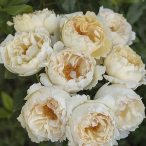 Ivory Yves Piaget | Cream Garden Rose