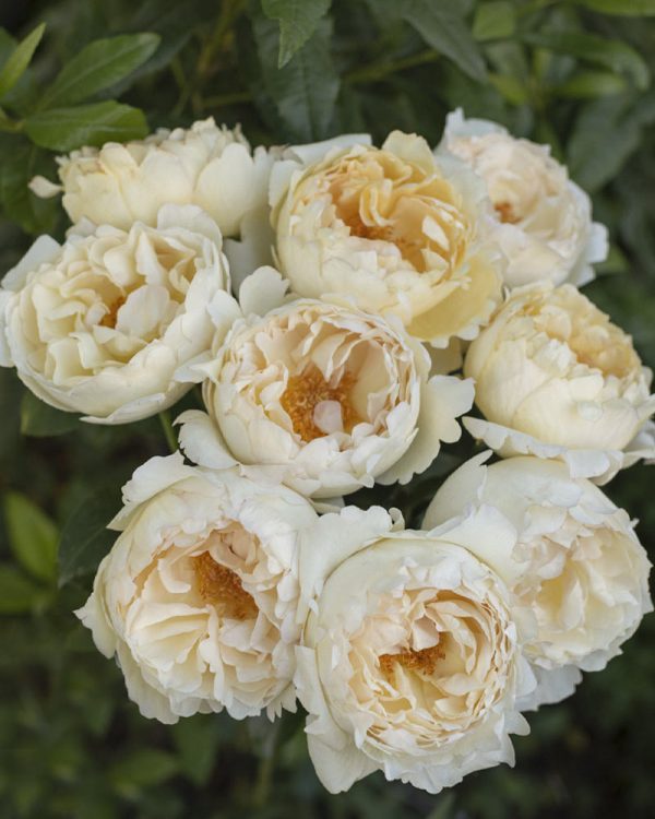Ivory Yves Piaget | Cream Garden Rose