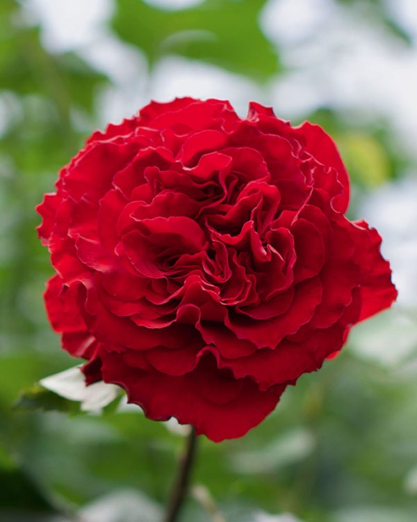 Samarcanda | Red Garden Rose