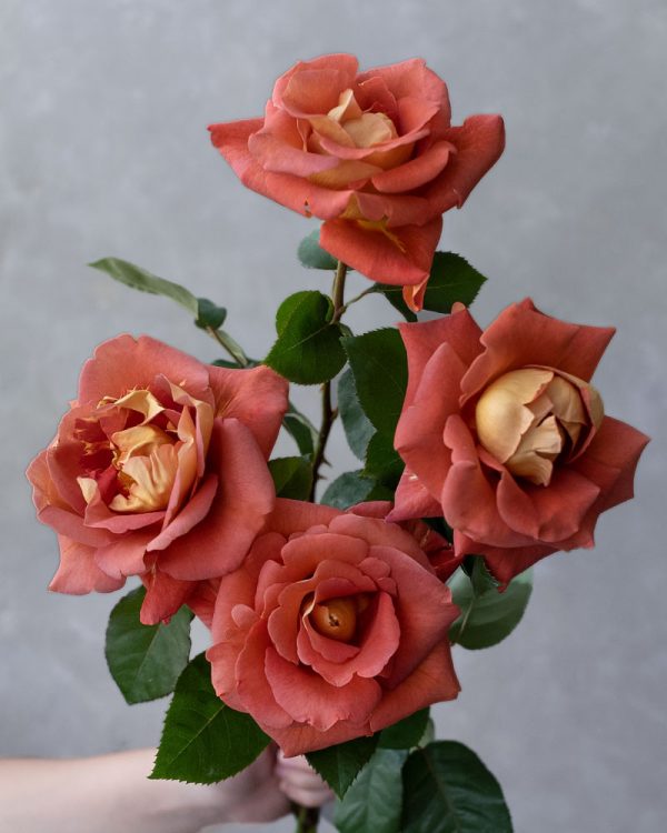 Maple Syrup | Terracotta Garden Rose