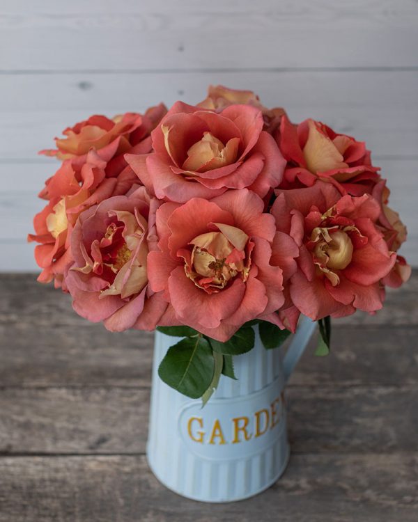 Maple Syrup | Terracotta Garden Rose