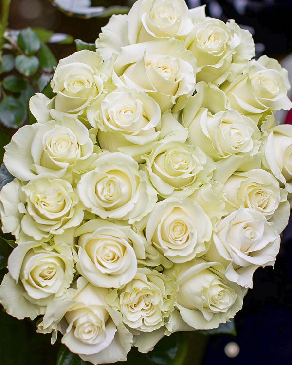 Mondial | White Rose