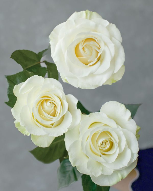 Mondial | White Rose