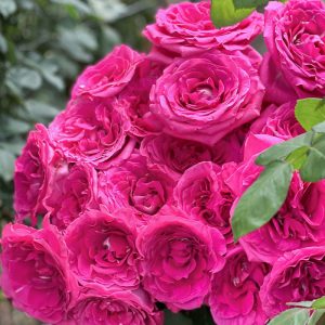 Bliss Cerise | Hot Pink Garden Rose