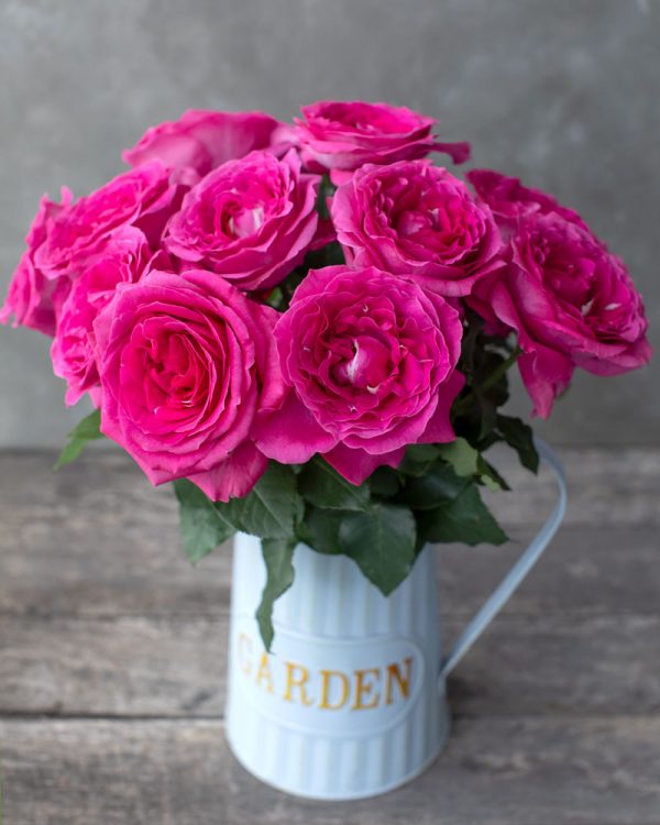Bliss Cerise | Hot Pink Garden Rose