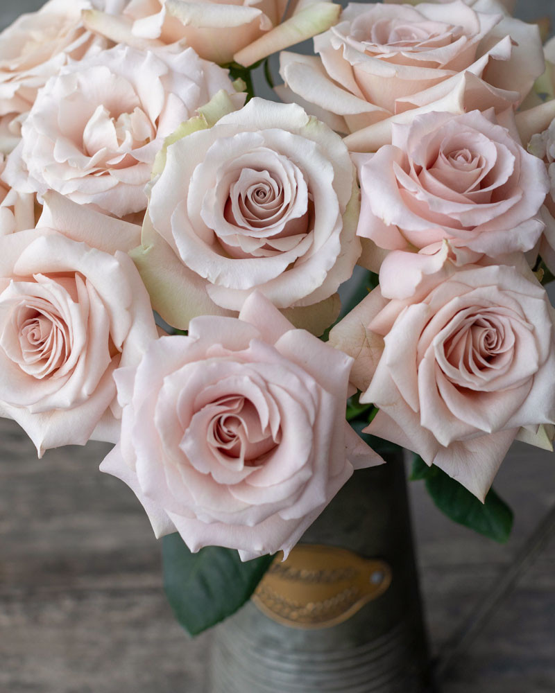 Quicksand  Cream Rose - Rosas del Corazón
