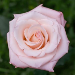 Cielo | Light Pink Rose