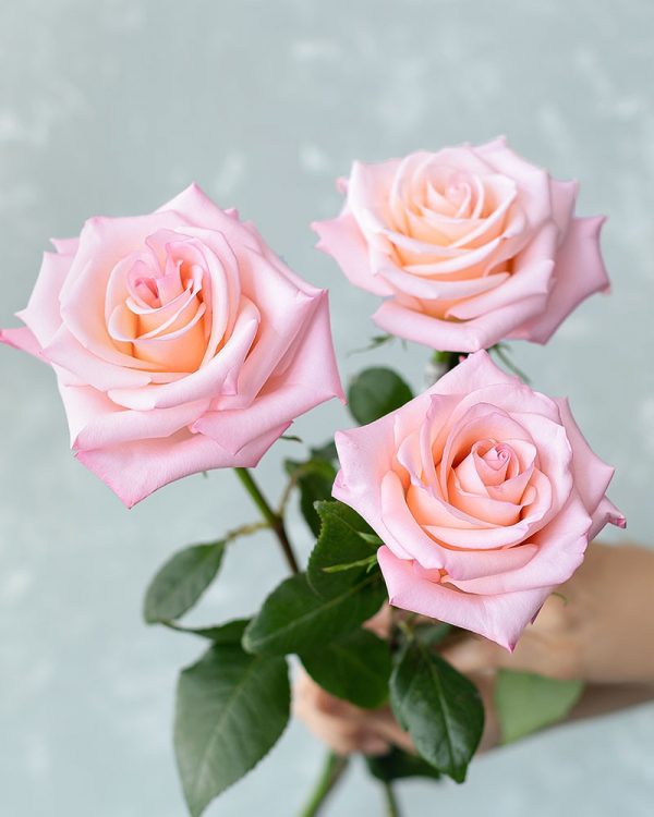 Cielo | Light Pink Rose