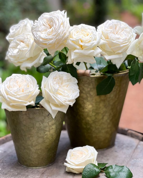 Jeanne Moreau | White Garden Rose