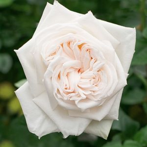 White Ohara | White Garden Rose