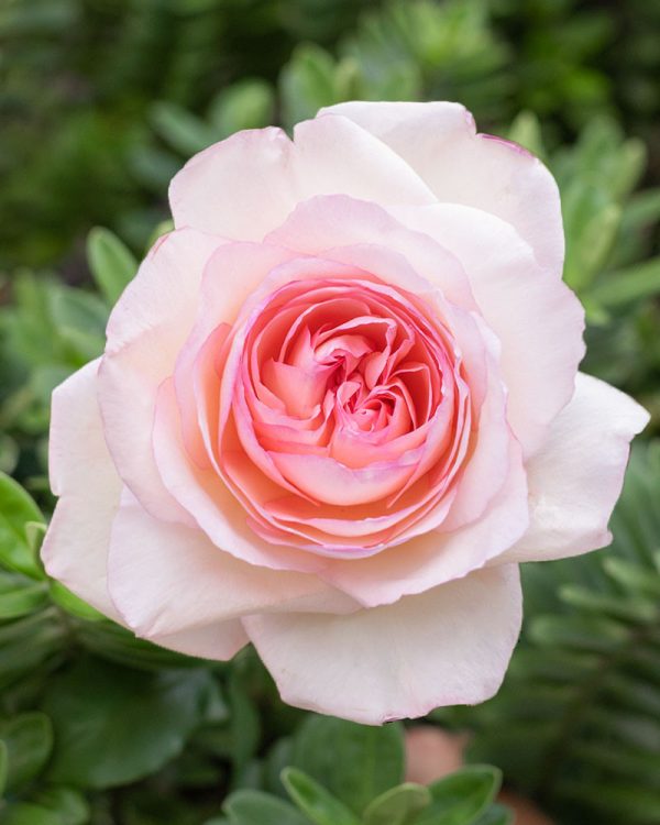 Dream Catcher | Light Pink Garden Rose