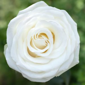 Alba | White Rose