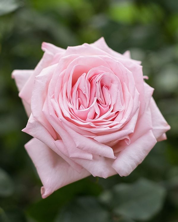 Pink Ohara | Light Pink Garden Rose