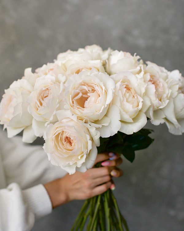 Cream Yves Piaget | Cream Garden Rose