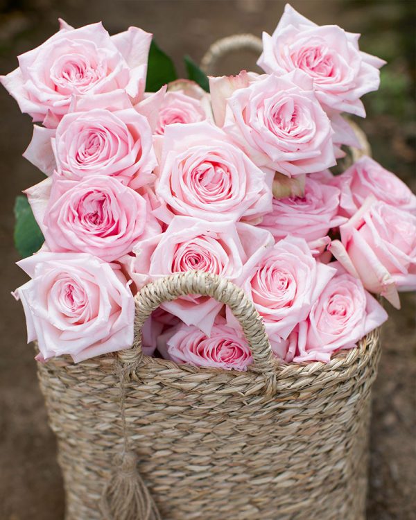 Pink Ohara | Light Pink Garden Rose