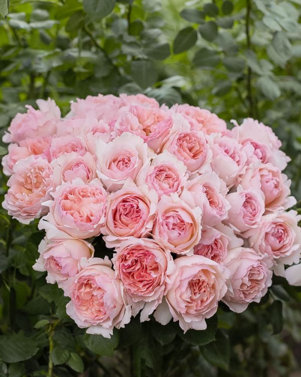 Princess Charlene | Light Pink Garden Rose