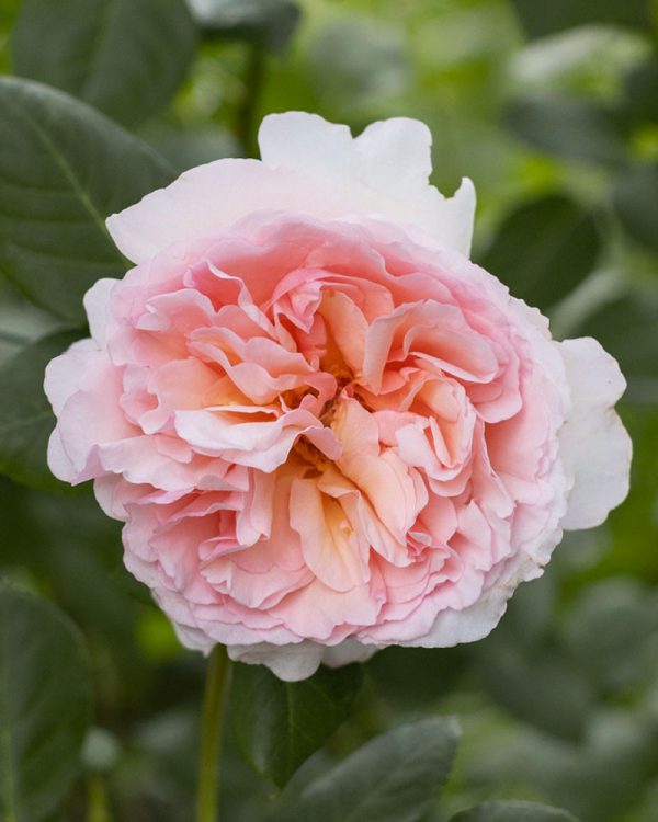 Princess Charlene | Light Pink Garden Rose