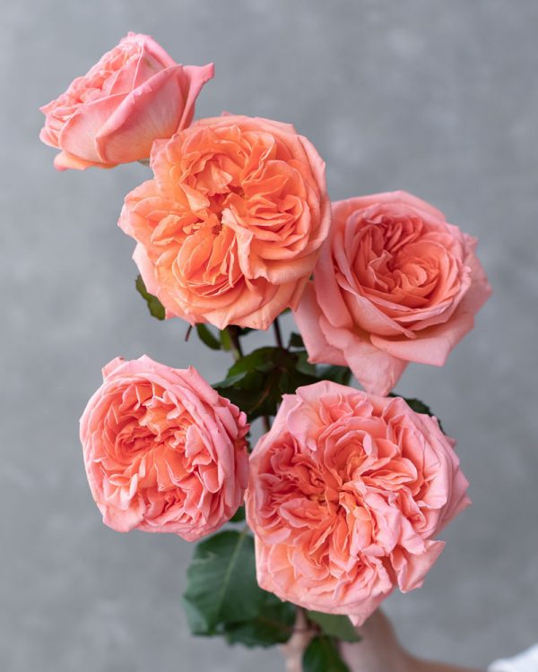 Rene Goscinny | Coral Garden Rose