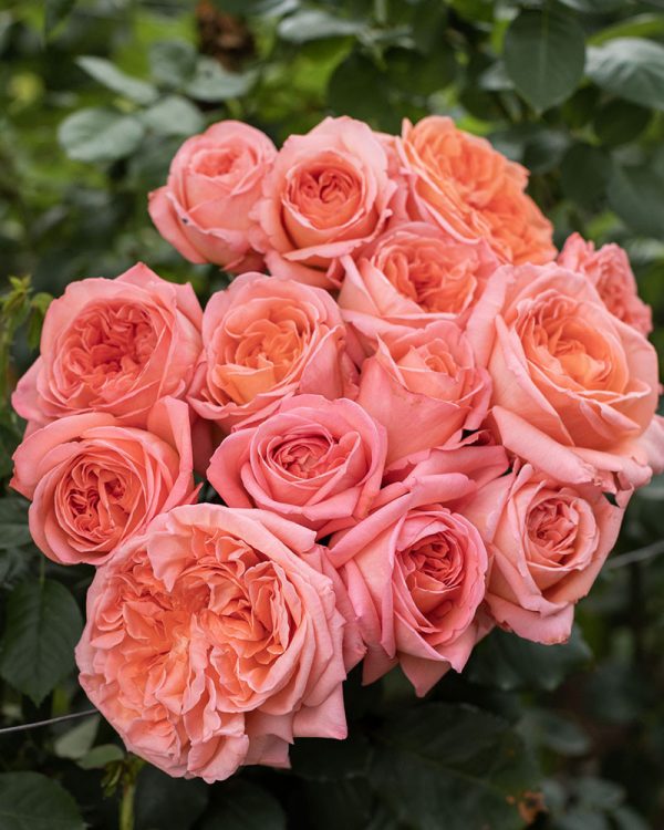 Rene Goscinny | Coral Garden Rose
