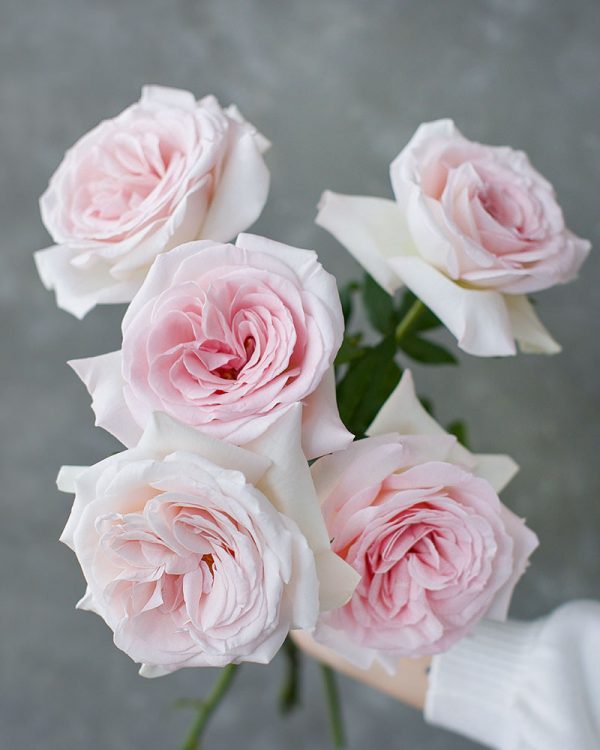 Prince Jardinier | Light Pink Garden Rose