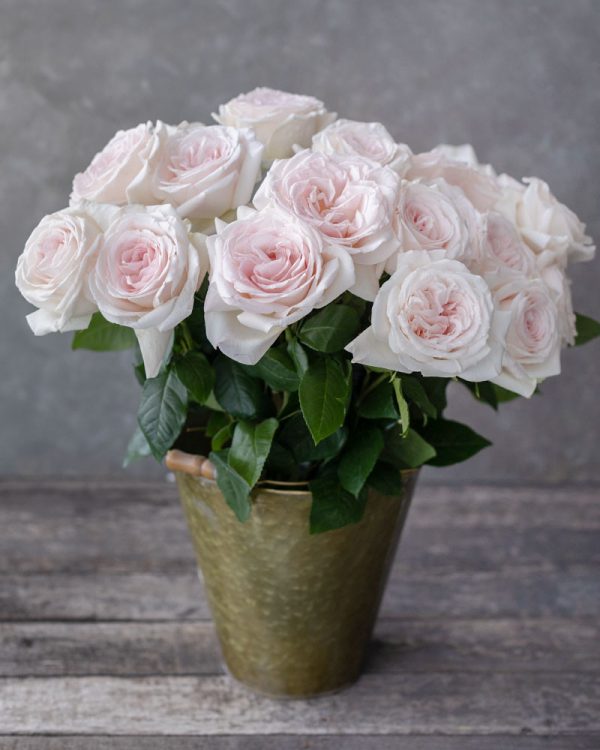 Prince Jardinier | Light Pink Garden Rose