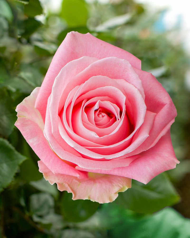 Hermosa | Pink Rose - Rosas del Corazón