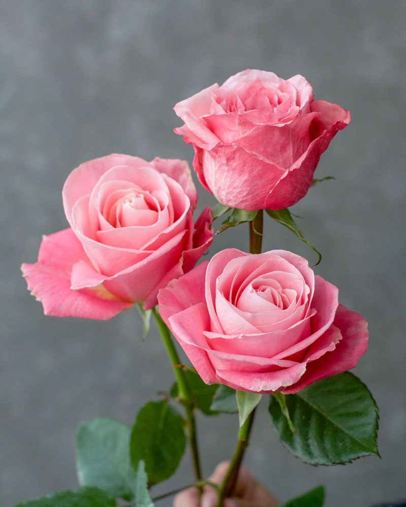 Hermosa | Pink Rose - Rosas del Corazón
