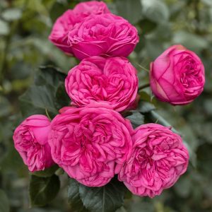 Pink Piano | Pink Garden Rose