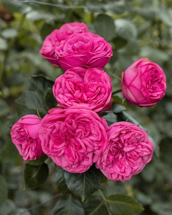 Pink Piano | Pink Garden Rose