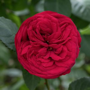 Red Piano | Red Garden Rose