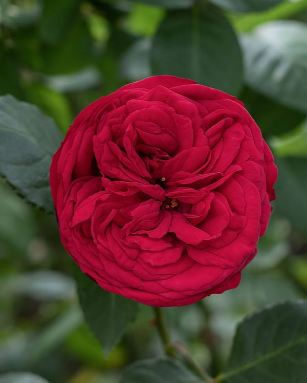 Red Piano | Red Garden Rose