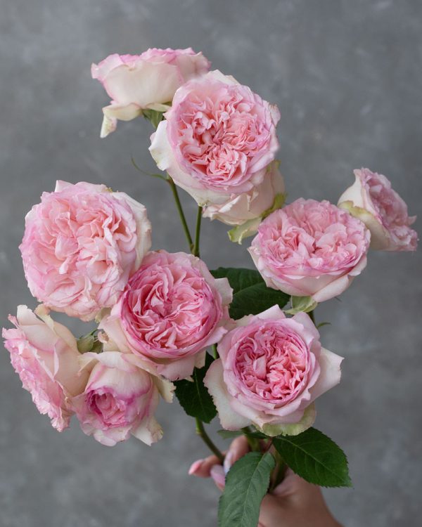 Wedding Romantica | Light Pink Spray Garden Rose