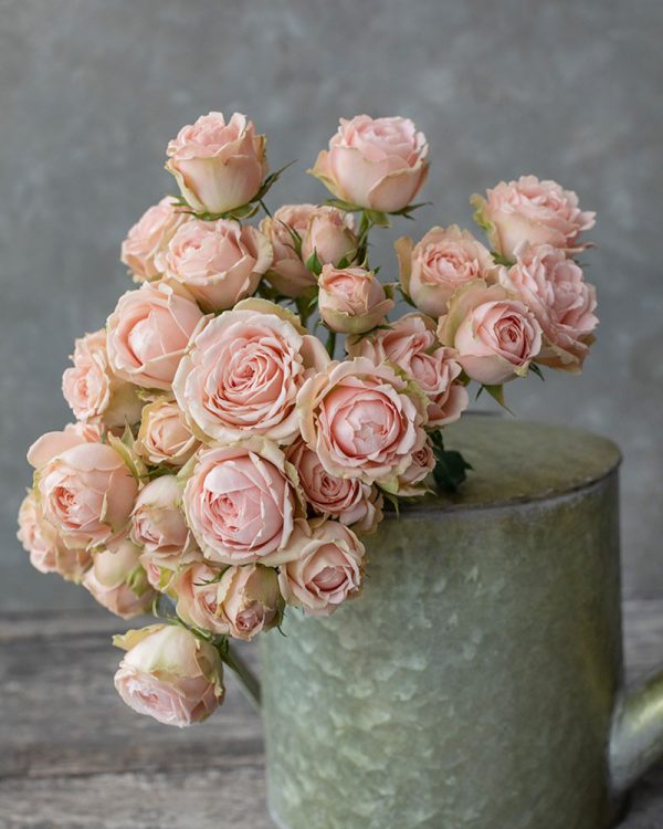 Lea Romantica | Light Pink Spray Garden Rose