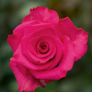 VI Pink | Hot Pink Rose