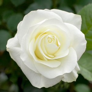 Nieve | White Rose