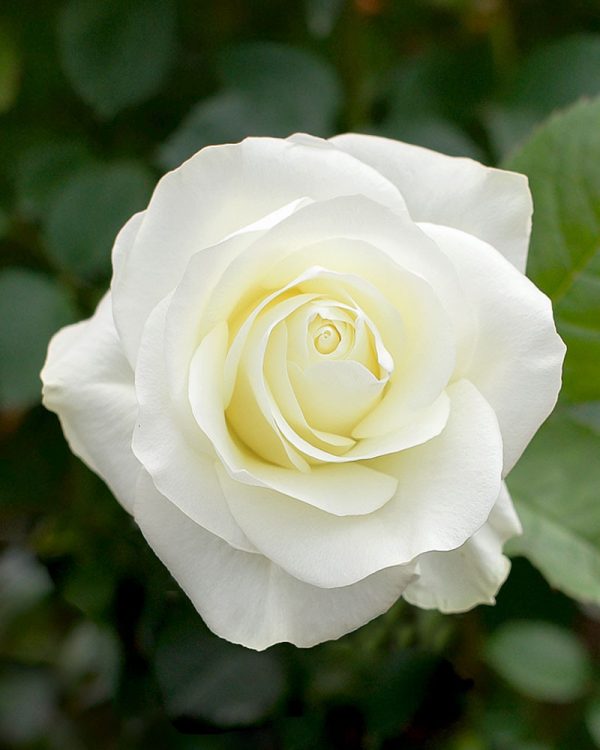 Nieve | White Rose