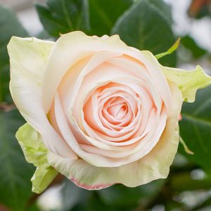 Garden Spirit | Cream Garden Flower Type
