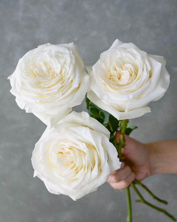 Candlelight | White Rose