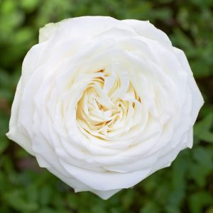Candlelight | White Rose