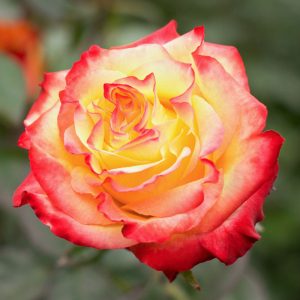 News Flash | Yellow Red Rose