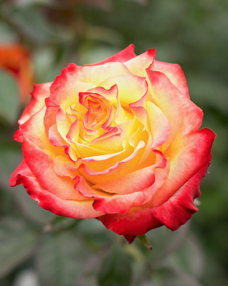 News Flash | Yellow Red Rose - Rosas del Corazón
