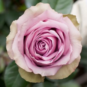 Tiara| Lavender Rose